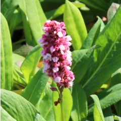 Persicaria affine 'Darjeeling Red'