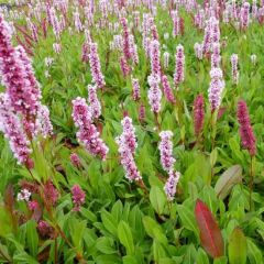 Persicaria affine 'Donald Lowndes'