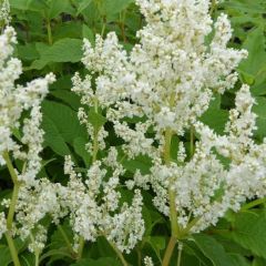 Persicaria polymorpha