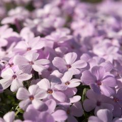 Phlox (D) ‘Crackerjack’