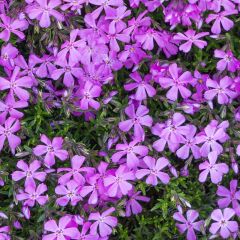 Phlox (D) ‘Lilac Cloud’