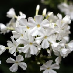 Phlox (D) ‘White Admiral’