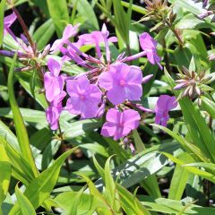 Phlox (M) ‘Alpha’