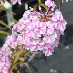 Phlox (M) ‘Natascha’