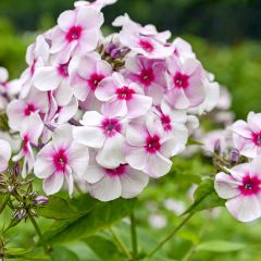 Phlox (M) ‘Omega’