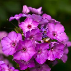 Phlox (P) ‘Amethyst’