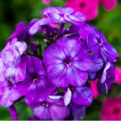 Phlox (P) ‘Blue Paradise’