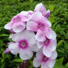 Phlox (P) ‘Europa’