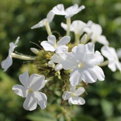 Phlox (P) ‘Fujiyama’