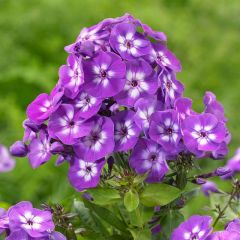 Phlox (P) ‘Uspech' (=Laura')