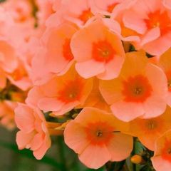 Phlox (P) ‘Orange Perfection’