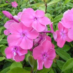 Phlox (P) ‘Rijnstroom’