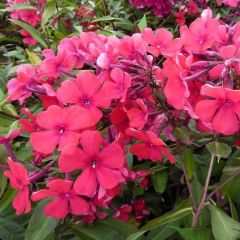 Phlox (P) ‘Starfire’