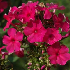 Phlox (P) ‘Tenor’