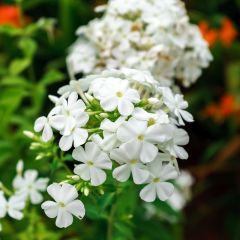 Phlox (P) ‘White Admiral’