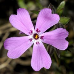 Phlox (S) ‘Atropurpurea’