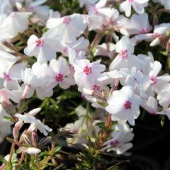 Phlox (S) ‘Calvides White’