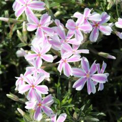 Phlox (S) ‘Candy Stripes’