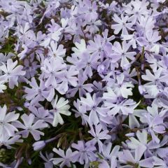 Phlox (S) ‘Emerald Cushion Blue’