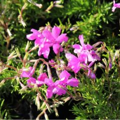 Phlox (S) ‘Mcdaniel's Cushion’