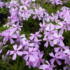 Phlox (S) ‘Moerheimii’