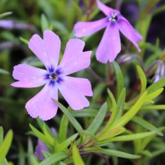 Phlox (S) ‘Purple Beauty’