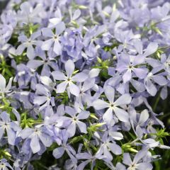 Phlox divaricata ‘Clouds of Perfume’