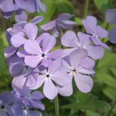 Phlox stolonifera ‘Blue Ridge’