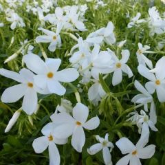 Phlox stolonifera 'Alba'