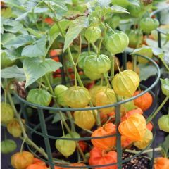 Physalis alkekengi 'Franchetii'