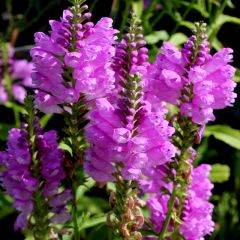 Physostegia virginiana ‘Bouquet Rose’