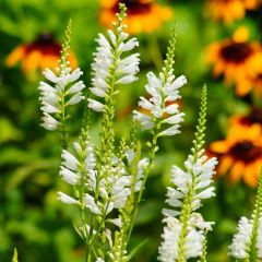 Physostegia virginiana ‘Summer Snow’