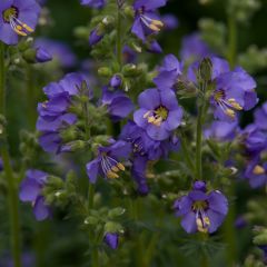 Polemonium caeruleum