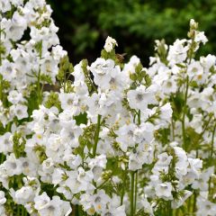 Polemonium caeruleum ‘Album’