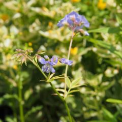 Polemonium caeruleum Brise d’Anjou® (‘Blanjou’)