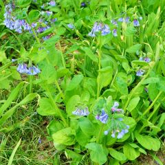 Polemonium reptans ‘Blue Pearl’