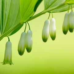 Polygonatum multiflorum