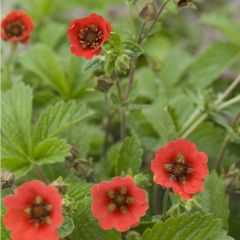 Potentilla ‘Gibson’s Scarlet’