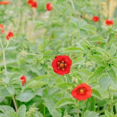 Potentilla atrosanguinea