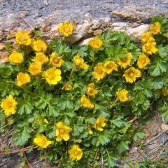 Potentilla aurea