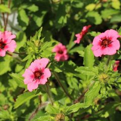 Potentilla nepalensis ‘Miss Willmott’