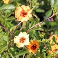 Potentilla tonguei