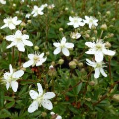 Potentilla tridentata ‘Nuuk’