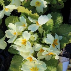 Primula vulgaris