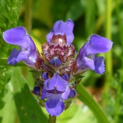 Prunella grandiflora