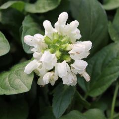 Prunella grandiflora ‘Alba’