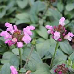 Prunella grandiflora ‘Pink Loveliness’