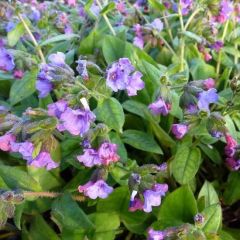 Pulmonaria angustifolia ‘Azurea’