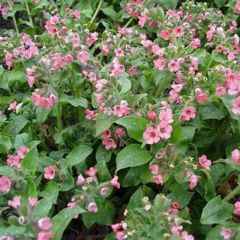 Pulmonaria saccharata ‘Dora Bielefeld’