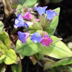 Pulmonaria saccharata ‘Mrs Moon’